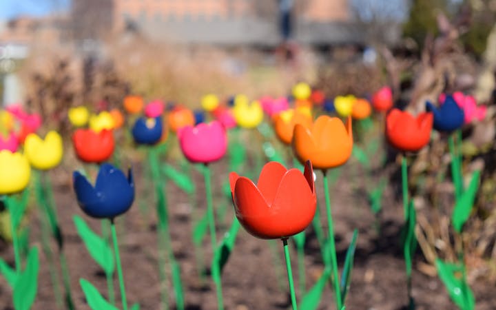 The photo shows some of the metal tulips at Cox South.
