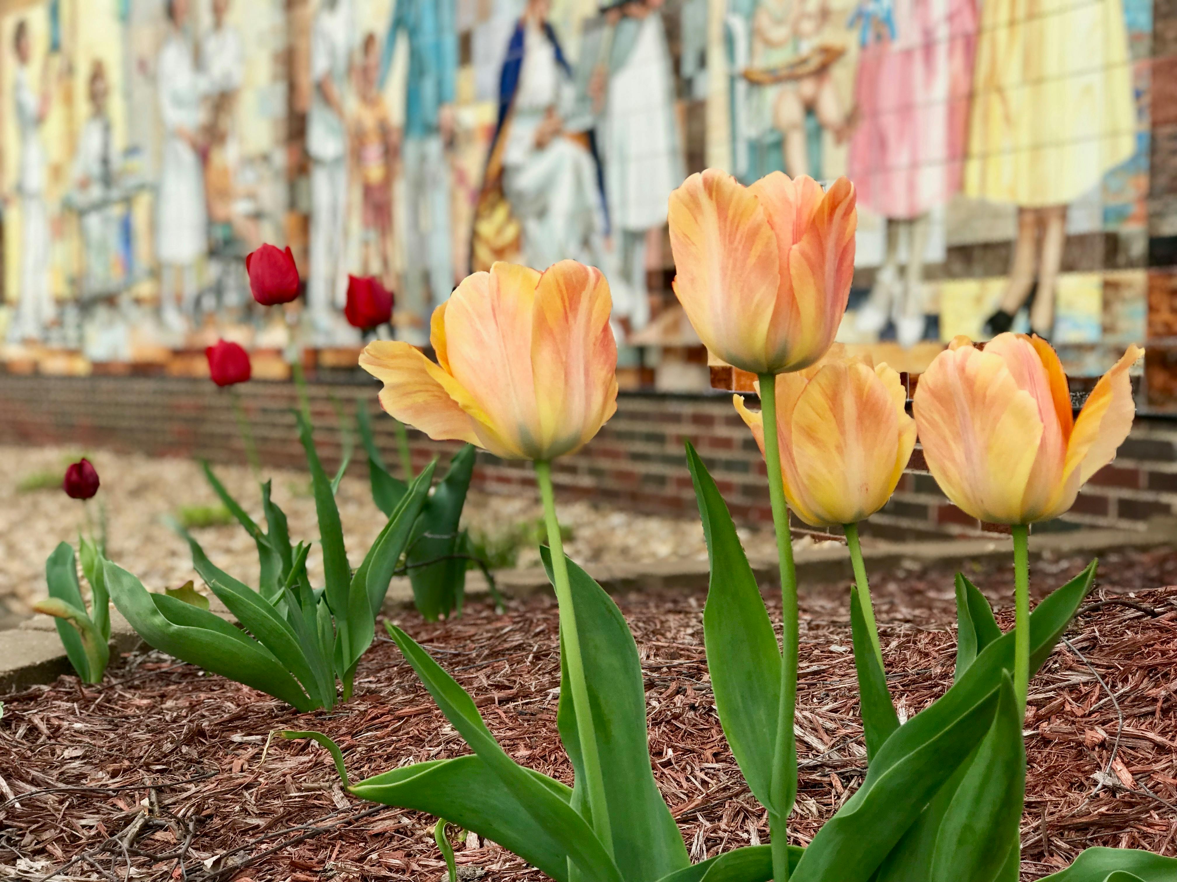 Tulips 6