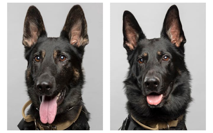 A collage shows K9 officers Hugo and Ackley.